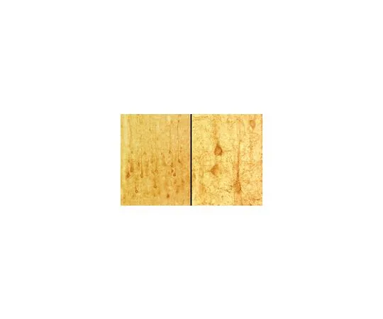 62-8491-40　抗谷氨酸转运蛋白，神经元，克隆4D6.2;100μg　MAB1587