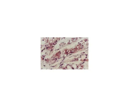 62-8495-90　抗PTEN, C末端，克隆A2b1;100μg　MAB4037