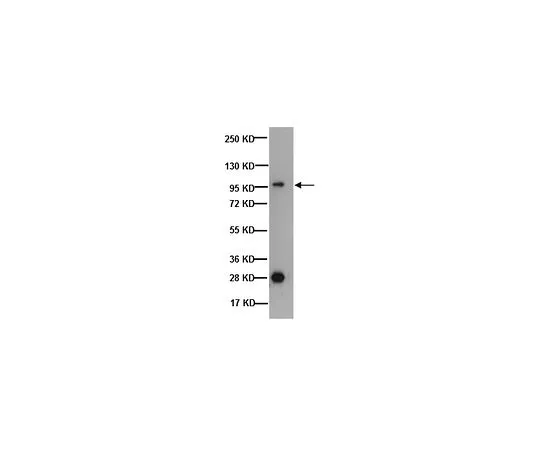 62-8494-41　抗Na+/H+交换剂-1, C末端，克隆4E9;100μg　MAB3140