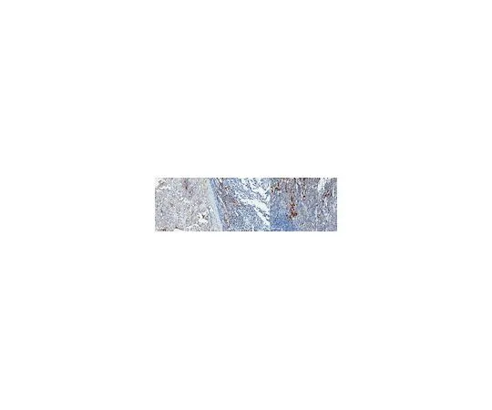 62-8526-20　抗Siglec-1 (CD169) 抗体，克隆5F1.1　MABT328
