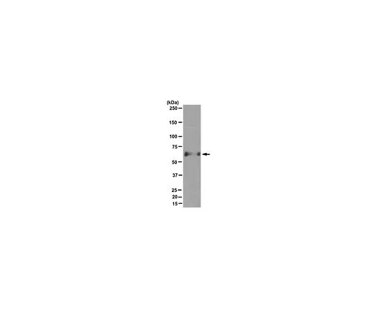 62-8525-45　抗Aggrecan,克隆6B4　MABT83