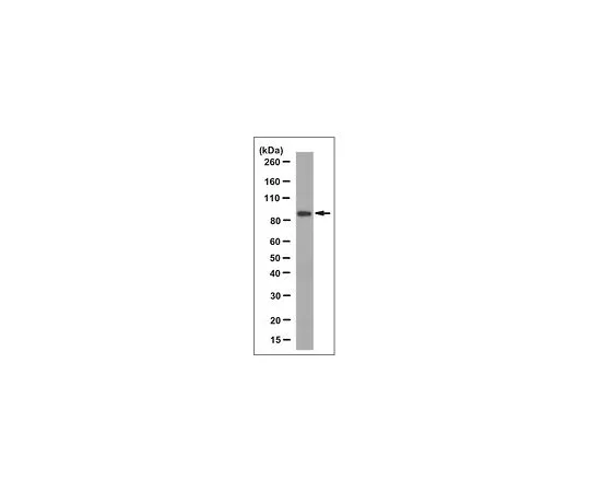 62-8519-89　抗Semaphorin4A抗体，克隆8B5.1　MABN841