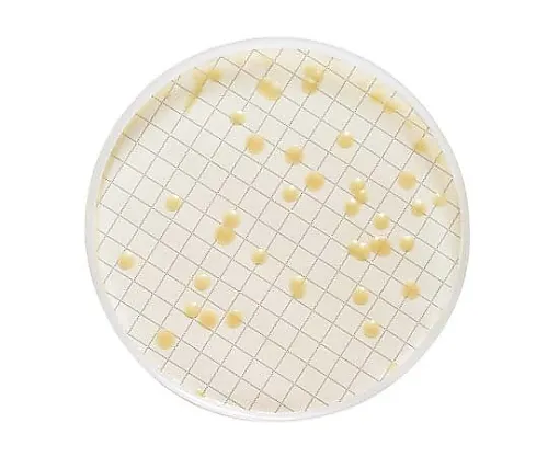 61-0202-26　含有聚山梨醇酯的Milliflex SCDA琼脂填充中盒，卵磷脂48 x 1 ST　MXSMTLP48