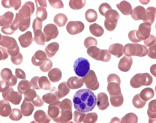 61-0289-69　利什曼的Eosin亚甲基蓝 (粉末) 显微镜101350 10G　1.01350.0010