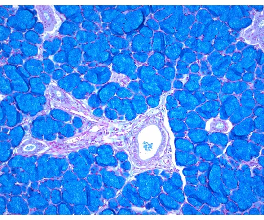 61-0286-88　具有滑动玻璃和参考组织的ISOSLIDE (R) Alcian Blue用于检测组织100425 1 ST中的酸性粘液　1.00425.0001