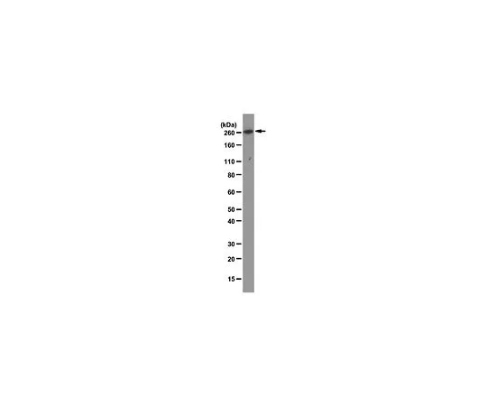 62-8521-74　抗mTOR,克隆F11;100μg　MABS14
