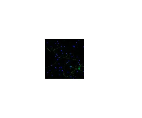 62-8497-28　抗神经丝H,克隆NE14, Alexa Fluor (R) 488结合;40μg　MAB5256X