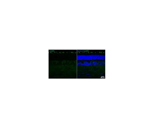 62-8519-71　抗retSDR1抗体，克隆A11　MABN798