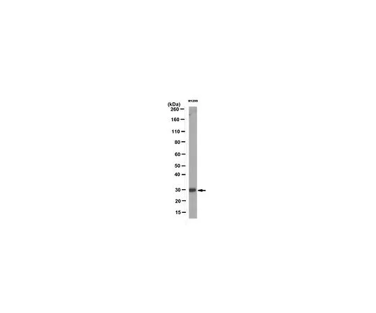 62-8525-64　反皮尔2,克隆11G8.1　MABT123