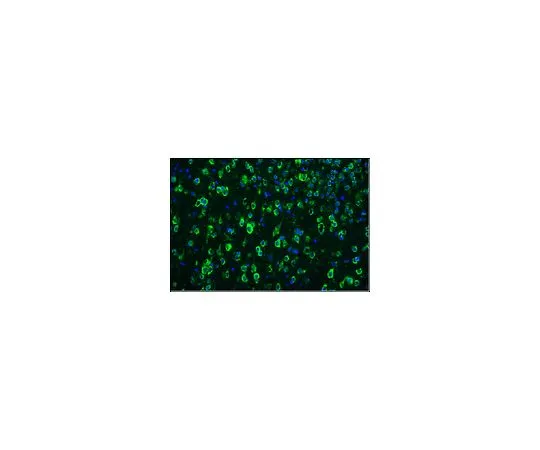 62-8494-90　抗Tau-1,克隆PC1C6, Alexa Fluor (R) 488共轭;100μL　MAB3420A4