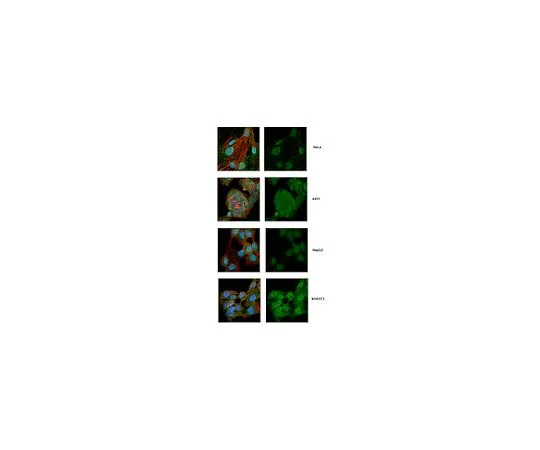 62-8509-51　抗IRF3,克隆SL-12　MABF268