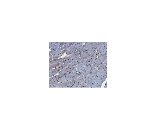 62-8524-27　抗血栓调节蛋白抗体，克隆273-34A　MABS1245
