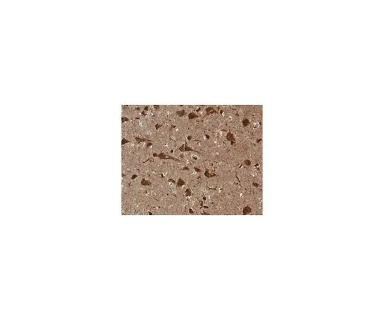 62-8489-16　抗Tau抗体，克隆Tau-2 (无腹水)　MAB375-C