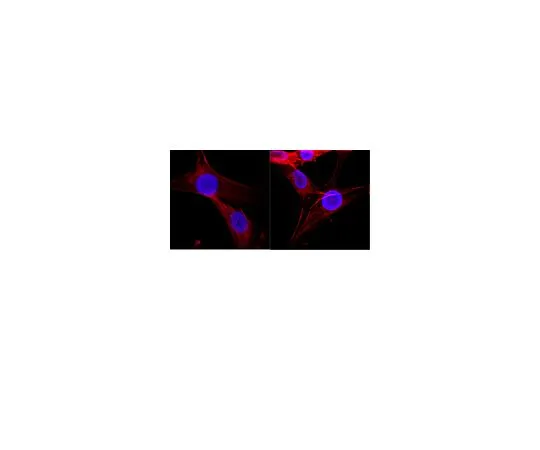 62-8494-91　抗组织蛋白，克隆H11-4;100μg　MAB3422