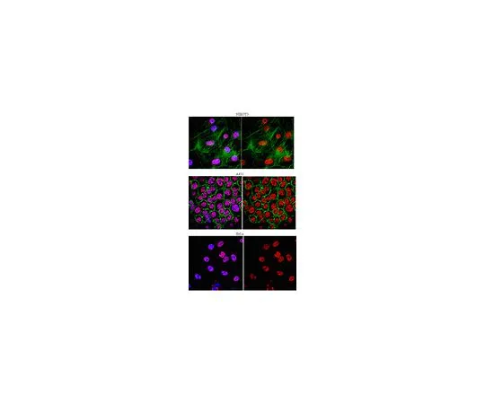 62-8500-23　抗hnRNP Q,克隆7A11.2;100μg　MAB11004