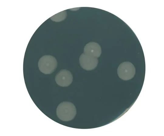 61-0201-88　用于微生物的酵母提取琼脂培养基103750 500G　1.03750.0500