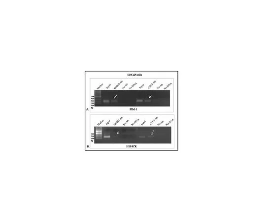 62-8508-57　抗BORIS/CTCFL抗体，克隆4A7　MABE1125
