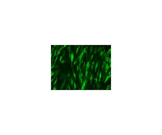 62-8534-44　RiboJuice (TM) mRNA转染试剂盒　TR-1013