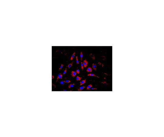 62-8490-65　抗线粒体，克隆113-1,生物素共轭　MAB1273B