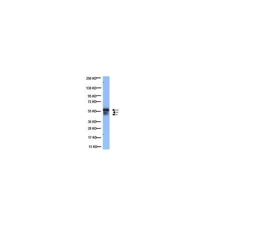 62-8494-81　抗细胞角蛋白AE1/AE3,识别酸性和碱性细胞角蛋白，克隆AE1/AE3;500μg　MAB3412