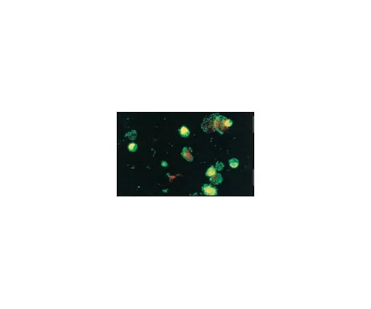 62-8490-10　抗柯萨奇病毒A9,克隆450-11G-8A-5E;100μL　MAB947