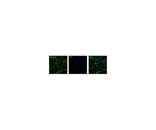 62-8494-87　抗MAP2, AlexaFluor (R) 488共轭;100μg　MAB3418X