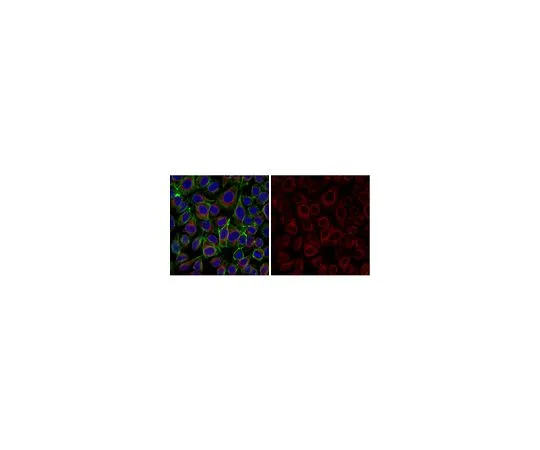 62-8493-17　抗整合素β1抗体，激活，克隆HUTS-4, Alexa Fluor (R 555)　MAB2079-AF555