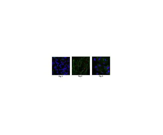 62-8507-89　抗Ser/Thr蛋白激酶Nek2抗体，克隆5D2.1　MABE974