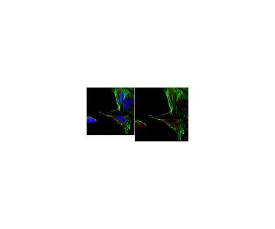 62-8496-76　抗CD133 (prominin-1) 抗体，克隆17A6.1　MAB4399-I
