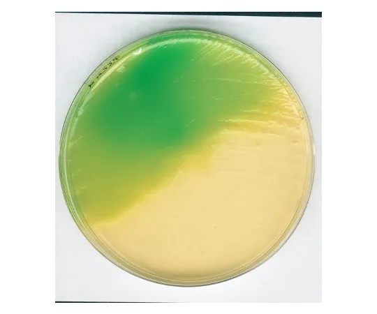 61-0200-44　微生物用改性卵磷脂琼脂培养基110404 500G　1.10404.0500