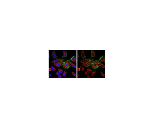 62-8505-20　抗Ago3,克隆4B1-F6;100μg　MABE144