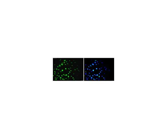 62-8490-72　抗核，克隆235-1, Alexa Fluor (R) 488共轭　MAB1281A4
