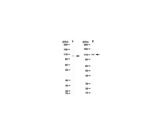 62-8527-06　抗GRP94抗体，克隆3C4　MABT829
