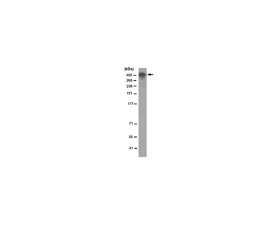 62-8504-01　抗DNA-PKcs抗体，克隆3A9.1　MABC1236