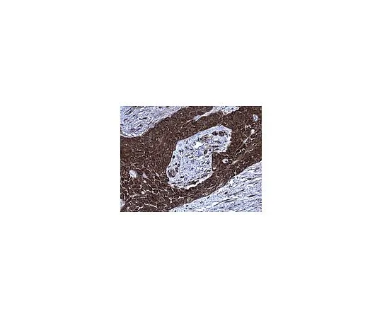 62-8501-07　抗多核素，克隆3B10;50μg　MABC42