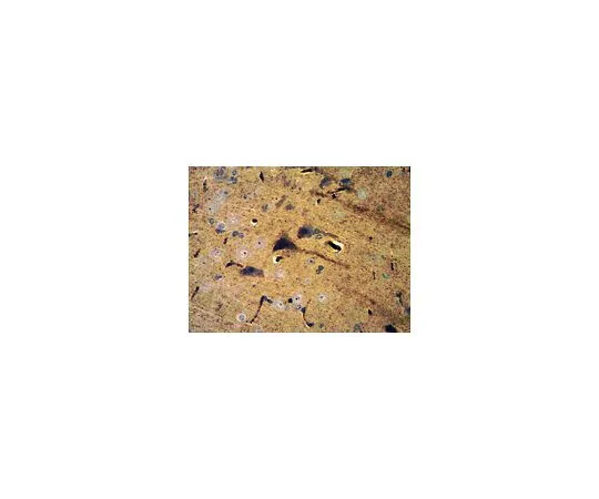 62-8516-56　抗PSD95,克隆K28/43;100μg　MABN68