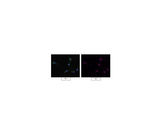 62-8491-11　抗肌动蛋白抗体，克隆C4, Alexa Fluor (R) 647缀合物　MAB1501-AF647