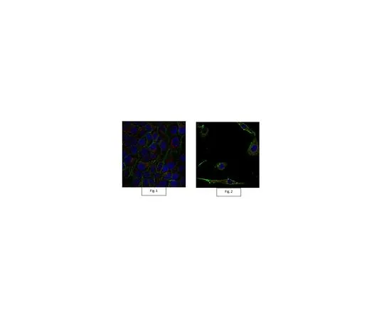 62-8491-10　抗肌动蛋白抗体，克隆C4, Alexa Fluor (R) 555结合物　MAB1501-AF555