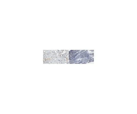 62-8527-30　抗连接蛋白43抗体，克隆2F5　MABT917