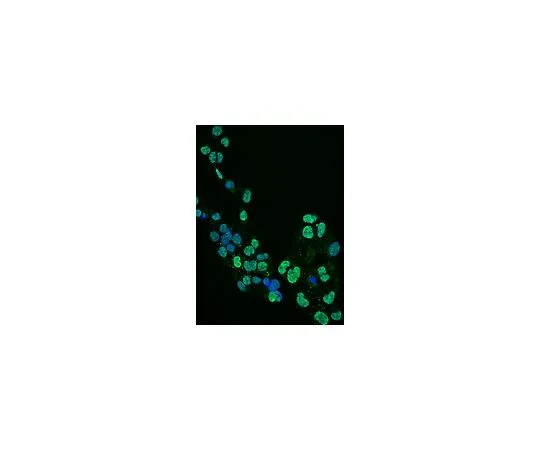 62-8516-51　Anti-Olig2,克隆211F1.1, Alexa Fluor (R) 488共轭;100μL　MABN50A4