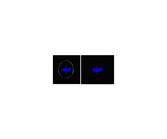 62-8472-46　抗周围素;100μg　ABT59