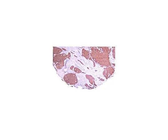 62-8497-74　抗缺氧诱导因子1α，克隆H1α67;100μg　MAB5382