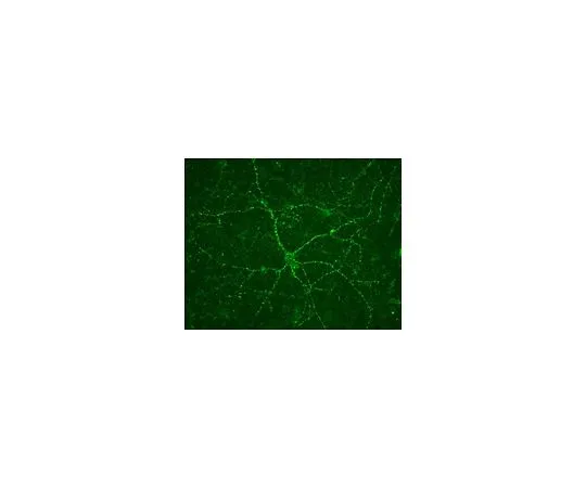 62-8498-11　抗血管性谷氨酸转运蛋白1;100μg　MAB5502