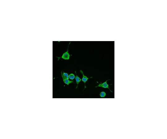 62-8488-91　抗阿尔茨海默病前体蛋白A4,克隆22C11,Alexa488Conj。;100μL　MAB348A4