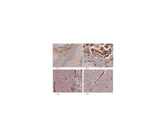 62-8522-04　抗GLUT1 (C末端) ，克隆5B12.3　MABS132
