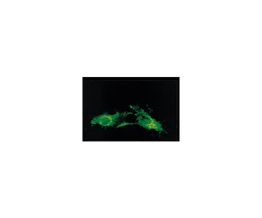 62-8489-88　抗呼吸道合胞病毒，克隆130~12H;100μg　MAB858-3