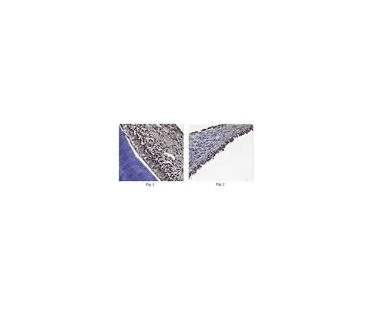 62-8525-89　抗Osterix (SP7) 抗体，克隆6B12.1,猫。不，是MABT179　MABT179
