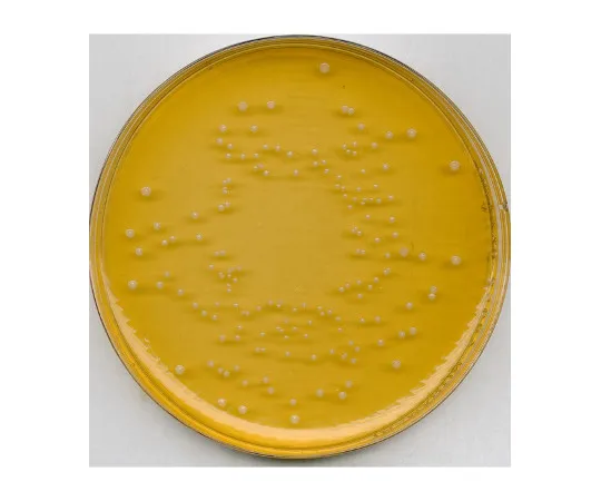 61-0201-10　微生物通用啤酒琼脂培养基100445 500G　1.00445.0500