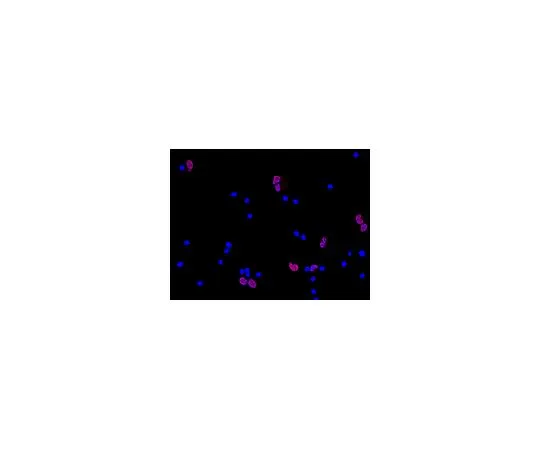 62-8489-20　抗NeuN,克隆A60,Cy3共轭;100μL　MAB377C3