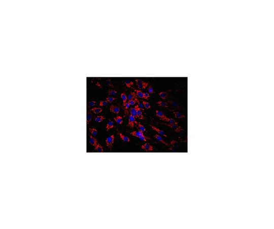 62-8490-66　抗线粒体抗体，克隆113-1,Cy3共轭　MAB1273C3